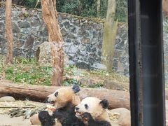 -都江堰中华大熊猫苑