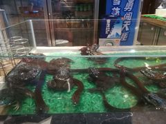 牛蛙鳝鱼-洪湘记川湘·甲鱼馆(四海凯悦美食广场店)