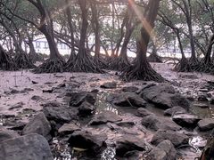 -宝安西湾红树林湿地公园