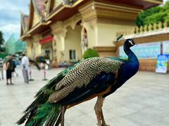 -西双版纳勐泐文化旅游区