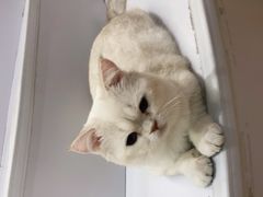 -COLOR PETS 撸猫馆·购猫·猫咖(长风大悦城店)