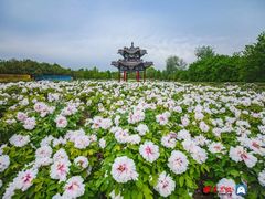 -曹州百花园