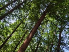 -白水寺森林公园