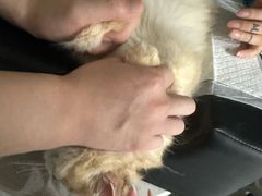 -安安宠医宠物医院·异宠·犬猫内科(岳阳分院)