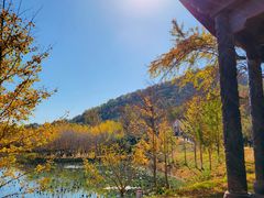 -千年银杏谷文化旅游区