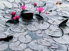 -荔湾湖公园