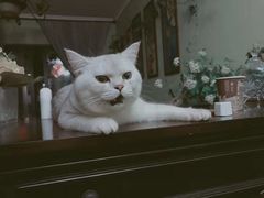 -喵zoo家庭繁育猫舍(尖东智能花园店)