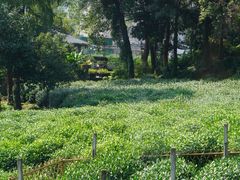 -野蔓果·山野菜(西湖景区·龙井茶田店)
