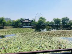 -无锡蠡湖国家湿地公园-蠡园