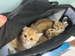 -达爱动物医院·犬猫分区·CT·复杂眼科(远洋山水分院)