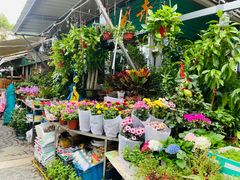 -曲阳花鸟市场(曲阳路店)