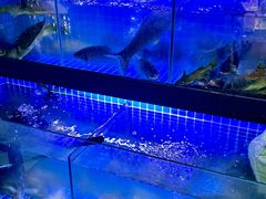 -黑牛码头·小龙虾·烧烤