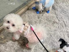 -帕帕拉兹宠物(亚洲旗舰店)