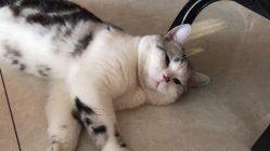 -众刺纹画·纹身·穿孔饰品·海娜定制