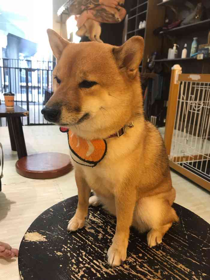 豆柴院子柴犬主题咖啡馆(三里屯旗舰店"也太可爱了吧!