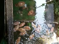 android_upload_pic-蓝湾碧波·老字号·疍家非遗海上餐厅