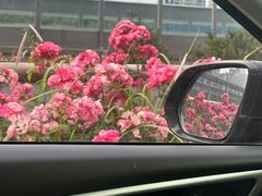 -然香姜汁(江城小区店)