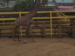 -西霞口神雕山野生动物世界