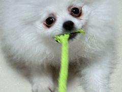 -美联众合动物医院·24h京西诊疗中心
