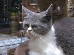 -more than meow吴止猫主题餐厅(承德 中船汇店)