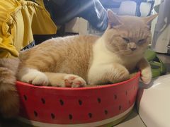 -东方名猫馆·英短金渐层布偶猫舍(环线广场1号楼店)