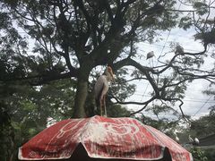 -吉隆坡雀鸟公园