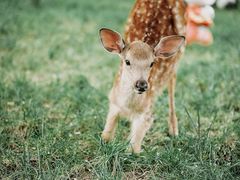 -北京鹿世界主题园