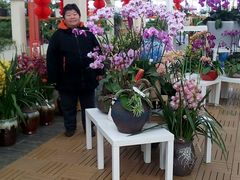 -荷兰花海