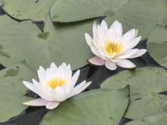 -仰天湖大草原