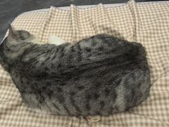 -瑞派紫金宠物医院24小时·骨科·中兽医·重症转诊中心(番禺大石院)