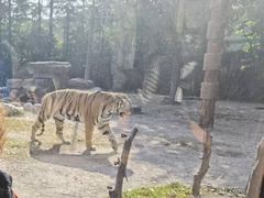 -上海野生动物园老虎餐厅