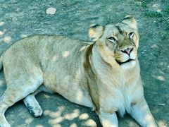 -北京野生动物园