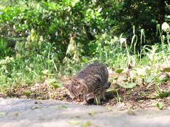 -普陀山慧济禅寺
