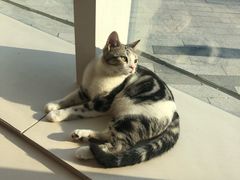 -飞行喵MR PILOT|猫舍·猫咖(静安大融城店)
