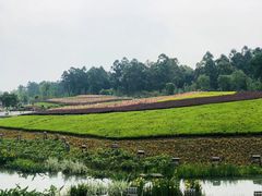-天府芙蓉园