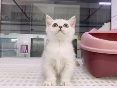 -1013 PET SHOP精品宠物商店(丁香店)