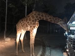 -清迈夜间动物园