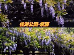 -棠湖公园