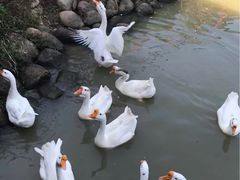 -田园东方蜜桃村的田野营地