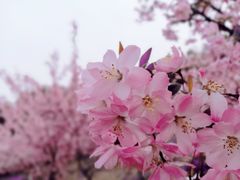 -羊山湖公园