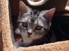 -纳吉亚猫专科动物诊疗中心(蒋宅口分院)