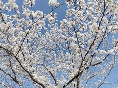 -高东镇樱花园