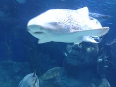 -暹罗海洋世界