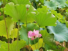 -四川大学(望江校区)