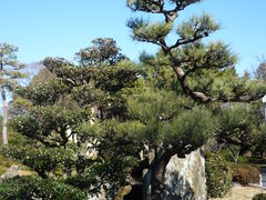 -名古屋城