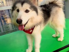 -Husky Go! 哈士奇体验馆·宠物咖啡厅狗咖