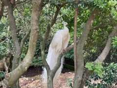 -泉州海丝野生动物世界