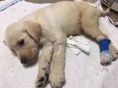 -严国平动物医院(德政总院)