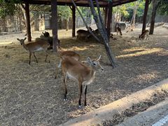 -清迈夜间动物园
