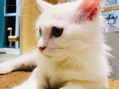-飞行喵MR PILOT|猫舍·猫咖(静安大融城店)